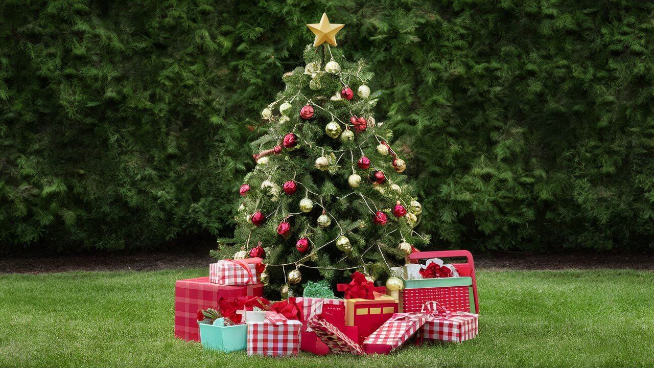 Christmas Tree Yard Décor Ideas